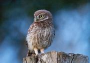 Steinkauz - Little Owl (Athene noctua)